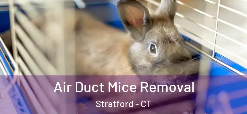 Air Duct Mice Removal Stratford - CT